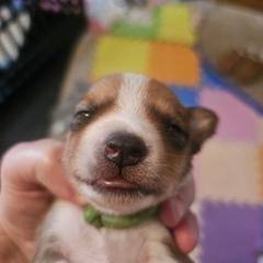 Blue Boy - White and brown Kromfohrlander puppy in Pickerington, Ohio from Cynthia  Lear
