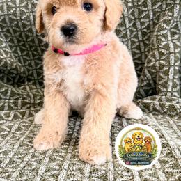 Girl 2 - Apricot female Goldendoodle puppy in Sanger, California from Delta Doodless
