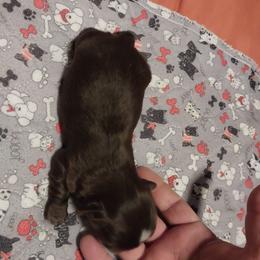 Girl 1 - Chocolate female Shih Tzu puppy in Eastanollee, Georgia from G & J Shih Tzu