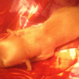 DBs Caspar Ett - Cream male Dachshund puppy in Summerfield, Florida from D & B Ranchette