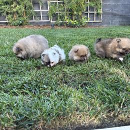 Pomeranian Puppies from Tinkerpoms
