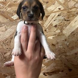 Marshmallow - Black white and tan female Beagle puppy in St. Cloud, Minnesota from Beagle Blessings