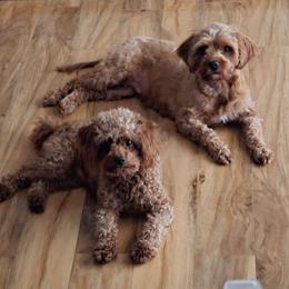 Cavapoo Puppies from Ginger Doodle Babies