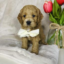Benny - Red male Cockapoo puppy in Lucas, Ohio from Willow Lane Puppy