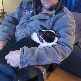 Boston Terrier Puppies from Big Sky Bostons