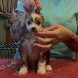 Tini - Sable female Chinese Crested puppy in Auburn, Kansas from TopBrass Kennels