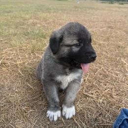 Green - Gray fawn male Anatolian Shepherd Dog puppy in Kemp, Texas from Lively Acres Anatolians