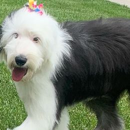 Old English Sheepdogs and Sheepadoodles from Narrow Path Old English & Sheepadoodles
