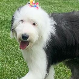 Old English Sheepdogs and Sheepadoodles from Narrow Path Old English & Sheepadoodles