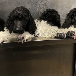 Poodles from Carla Baroni