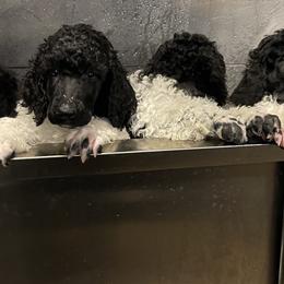 Poodles from Carla Baroni