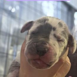 Light Purple Collar Girl - Blue and white female Great Dane puppy in Longview, Texas from Lazy A Danes