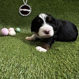 Bernedoodle Puppies from Elite Bernedoodle Besties LLC