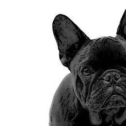 French Bulldogs from Eastham’s  Open French Bulldogs