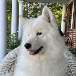 Deanna - Samoyed