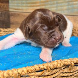 Cadbury - White and brown male Newfoundland puppy in Tully, New York from Bear Paw Newfoundlands