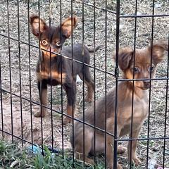 Xoloitzcuintli puppies from Blanch-O Kennels