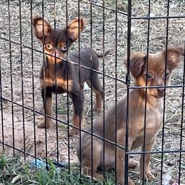 Xoloitzcuintli puppies from Blanch-O Kennels