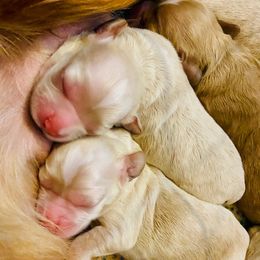 Cocker Spaniel Puppies from Cute Cocker Spaniel Puppies!!!