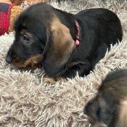 Fran - Wild boar female Dachshund puppy in Superior, Montana from Never Land Dachshunds of Montana