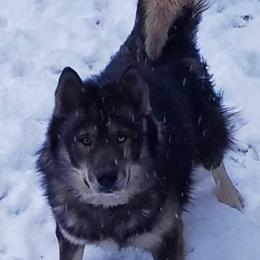 Rasputin  - Siberian Husky