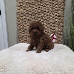 Octavia (AKC) - Red  female Poodle puppy in Rainbow City, Alabama from Spinks Poodles