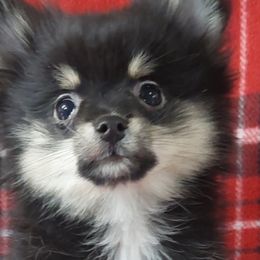 Pomeranians and Pomskies from Capital Pomsky