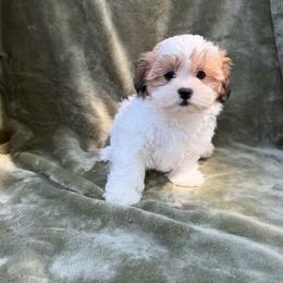 Taylor - Brown and white female Shichon puppy in Onawa, Iowa from Parico Puppies