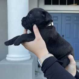 Cane Corso Puppies from Valyrian Cane Corsos