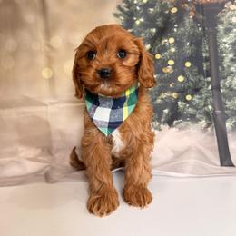 Kip - Red male Cavapoo puppy in Pocasset, Massachusetts from Mini Goldendoodles of Cape Cod