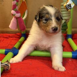 Ty - Blue merle white and tan male Collie puppy in Carencro, Louisiana from Cajun Bayou's Collies LLC
