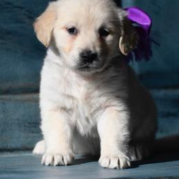 Girl 2 - Light golden female Golden Retriever puppy in Loveland, Colorado from Grateful Bernese & Gage's Goldens