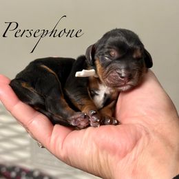 Persephone - Black and tan female Cavalier King Charles Spaniel puppy in Spokane, Washington from Treasured Cavaliers of the Pacific Northwest