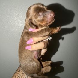 Mookie - Chocolate male Dachshund puppy in Beaumont, California from Seleners Wieners