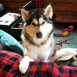 Psyche - Alaskan Malamute