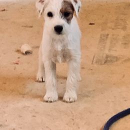 Jack Russell Terrier Puppies from Huckle Hill Jack Russell Terriers