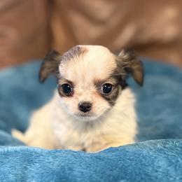 Sold - Gold and white female Chihuahua puppy in Strawberry, Arkansas from Strawberry River Chihuahuas