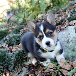 Pembroke Welsh Corgi Puppies from Crown AB Farms Pembroke Welsh Corgis