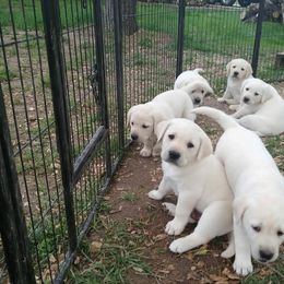 Labrador Retriever Puppies from Starlight Labradors