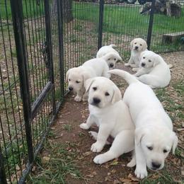 Labrador Retriever Puppies from Starlight Labradors