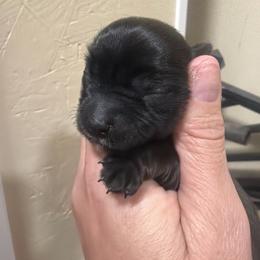 Oliver - Chocolate male Morkie puppy in Winston Salem, North Carolina from Patty’s Paws