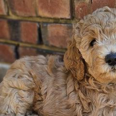 Double Doodles and Goldendoodles from Cute & Curly Doodles