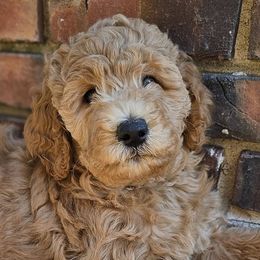 Double Doodles and Goldendoodles from Cute & Curly Doodles
