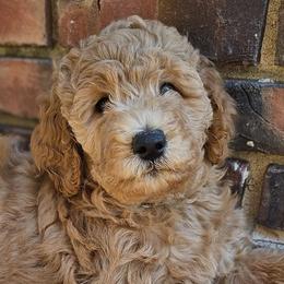 Double Doodles and Goldendoodles from Cute & Curly Doodles