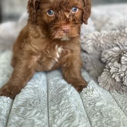 Franklin - Buff male Cockapoo puppy in 77304, Texas from Little Valley Puppies