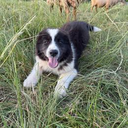Attila - White and black male Karakachan puppy in Hogansville, Georgia from Goshen Highlands