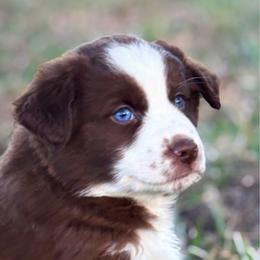 Fiyero - Red male Miniature American Shepherd puppy in Smithville, Arkansas from Cooper Creek Aussies