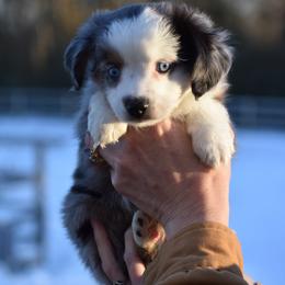 Lace - Blue merle female Miniature American Shepherd puppy in Chocowinity, North Carolina from Foxtail Hollow
