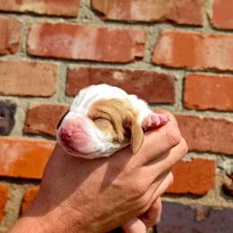 Cash - Red and white male Basset Hound puppy in Bellaire, Ohio from Blessed Bassets