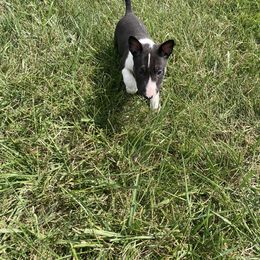 Boy 4 - Black brindle and white male Miniature Bull Terrier puppy in Oak Forest, Illinois from Spitfire Miniature Bull Terriers